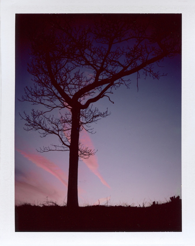 Tree in sunset