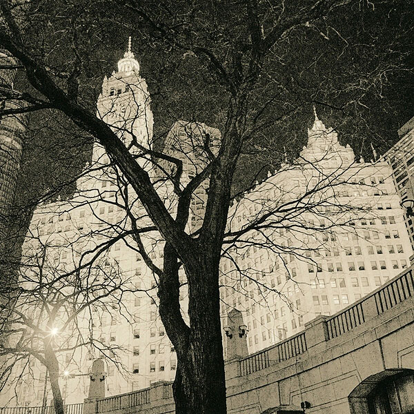 Tree In The City