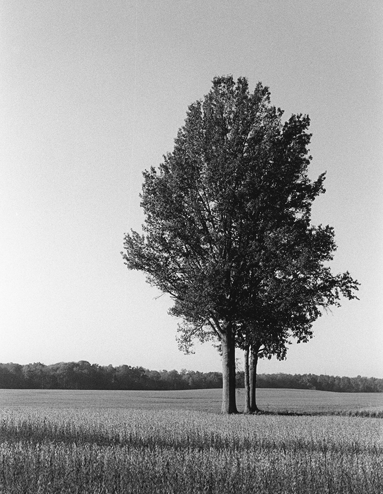 Tree in the Field