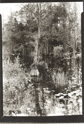 Tree in the Swamp