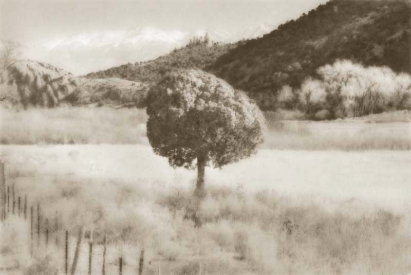 Tree In Valley