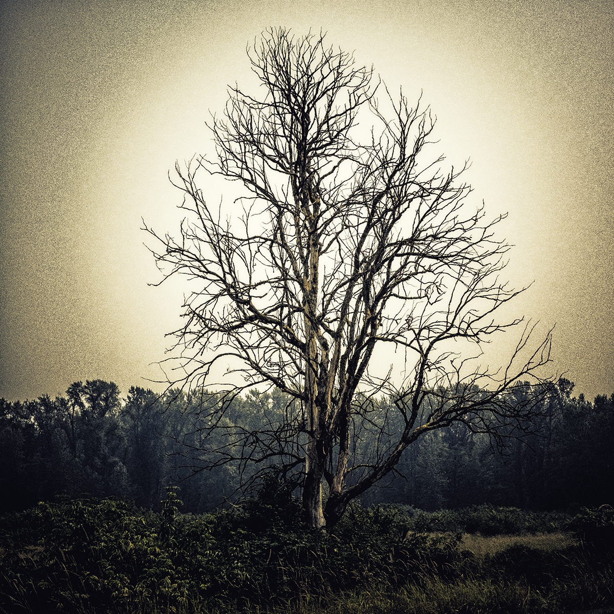 Tree in warm light