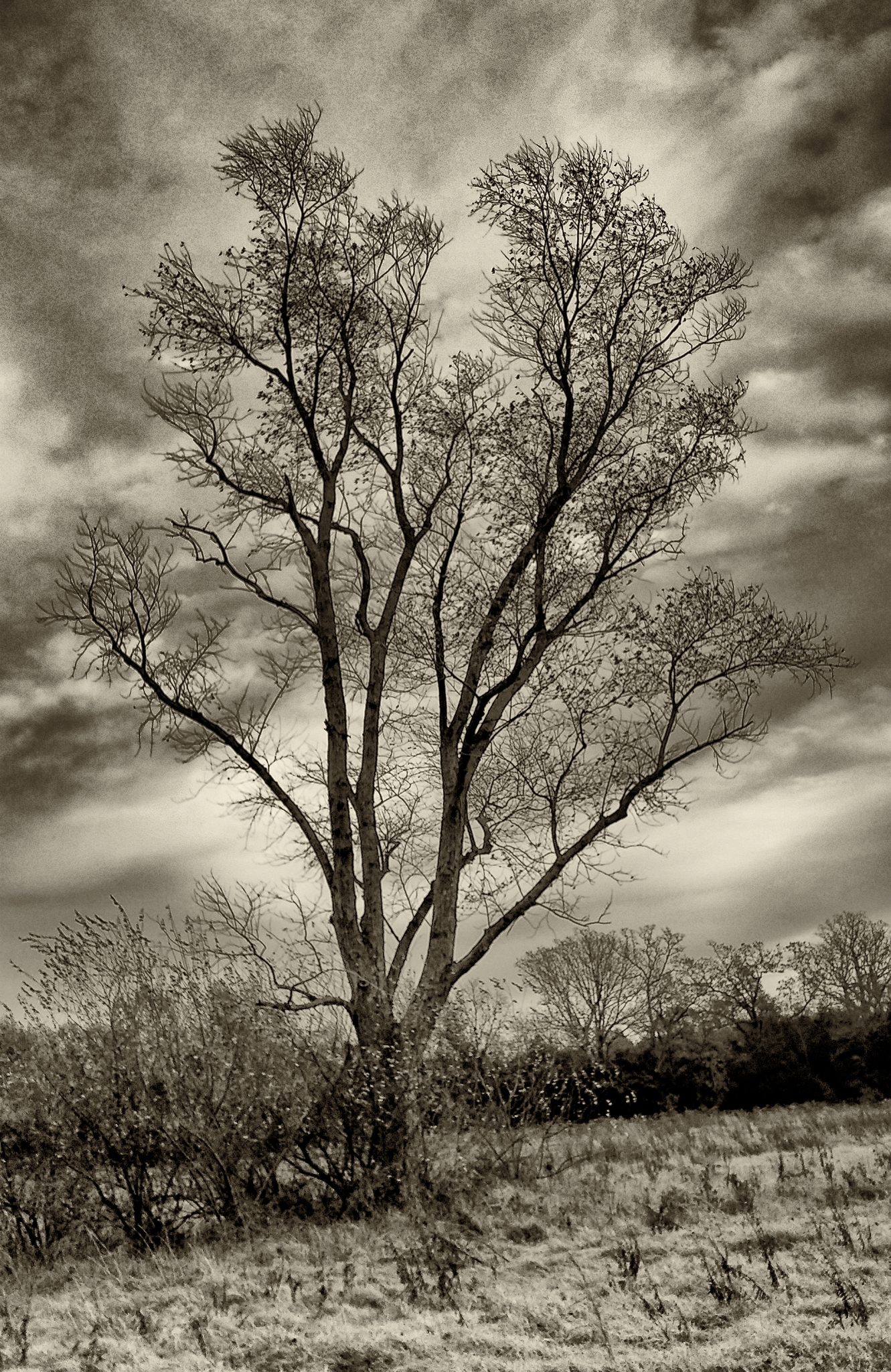 Tree In Winter