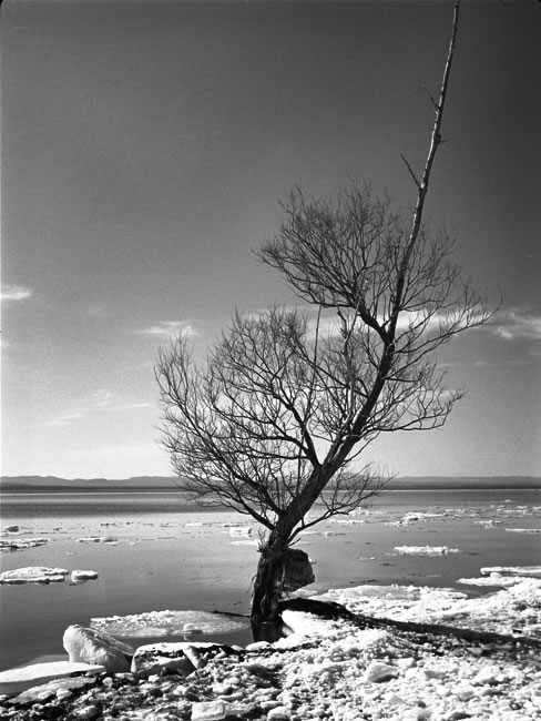 Tree: Late Winter 2006