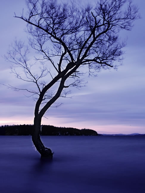 Tree: Late Winter Dawn 2006