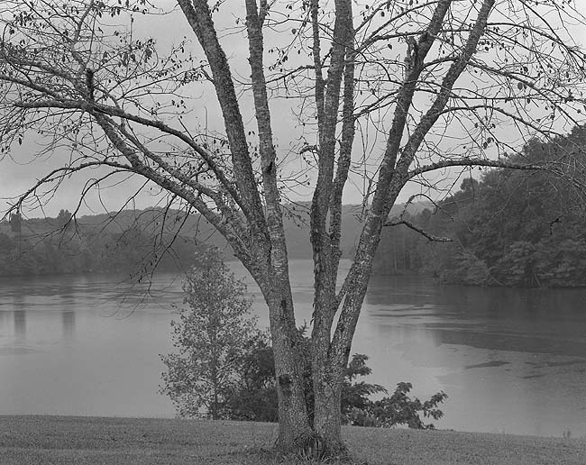 Tree, light rain, TN