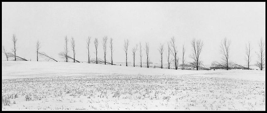 Tree Line 2012