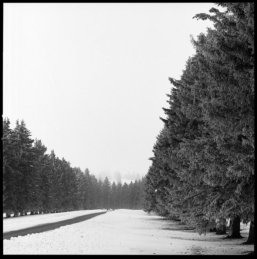 Tree Line