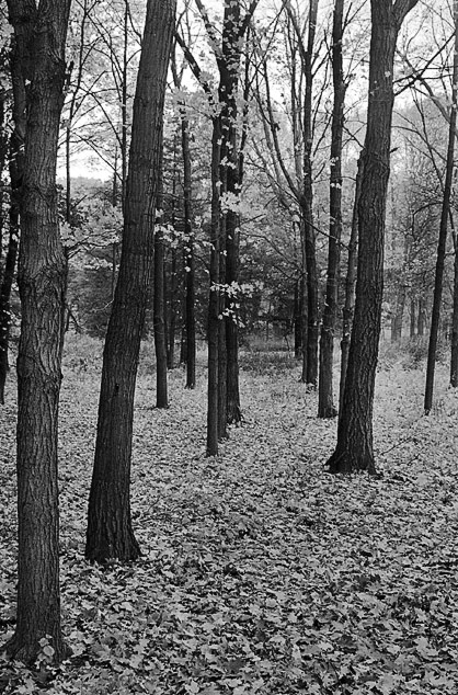 Tree Lined Path