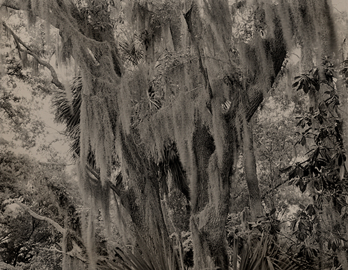 tree moss