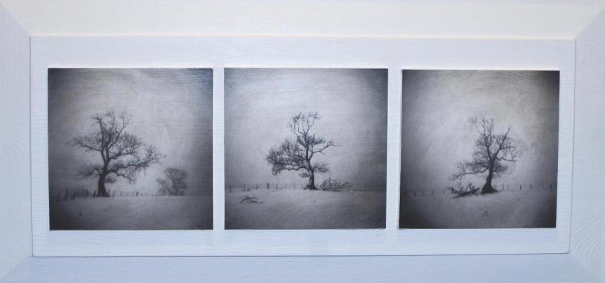 Tree Near Scott's View - Tryptych