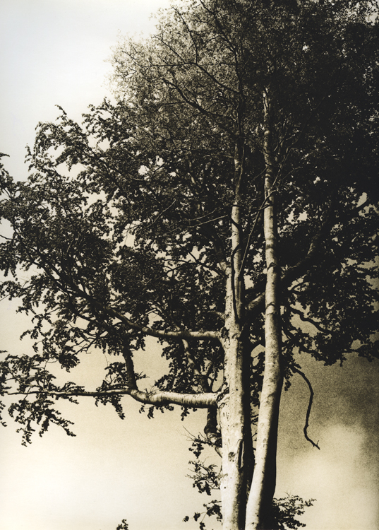 Tree on a grassy hill