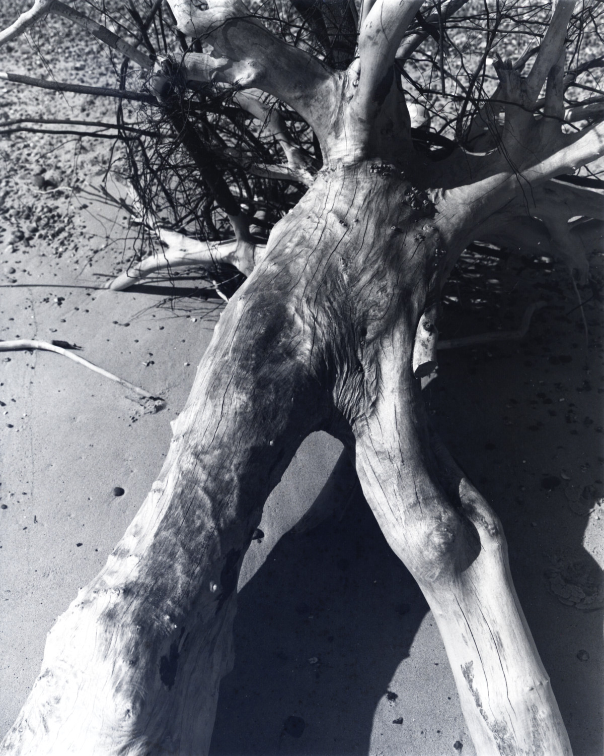 Tree on beach - 1