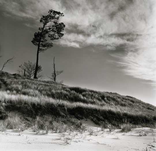 Tree on Dune
