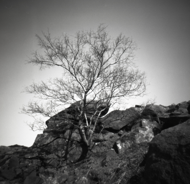 Tree on rocks