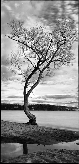 Tree Panorama: Early Spring 2006