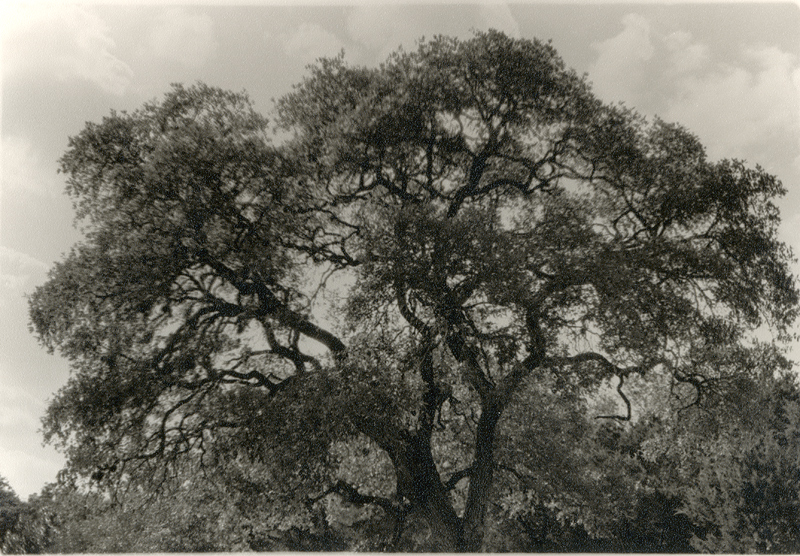 Tree-print