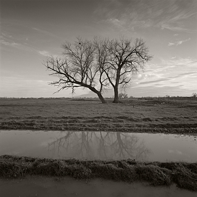 Tree Revisited