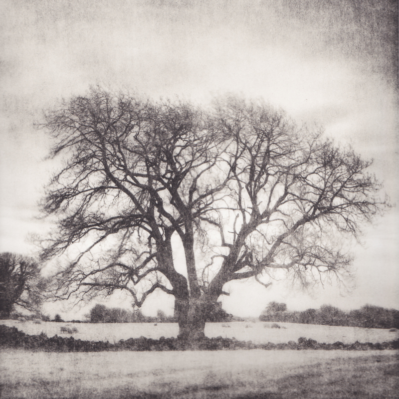 Tree Rindoon Walled Town