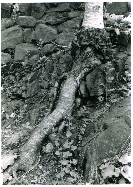 tree root and rock wall