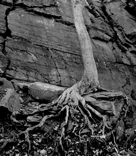 Tree Roots and Rock Wall 2005