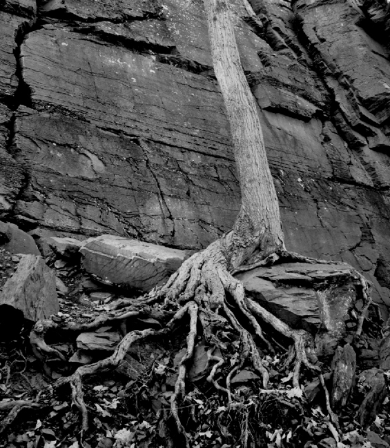 Tree Roots and Rock Wall 2005