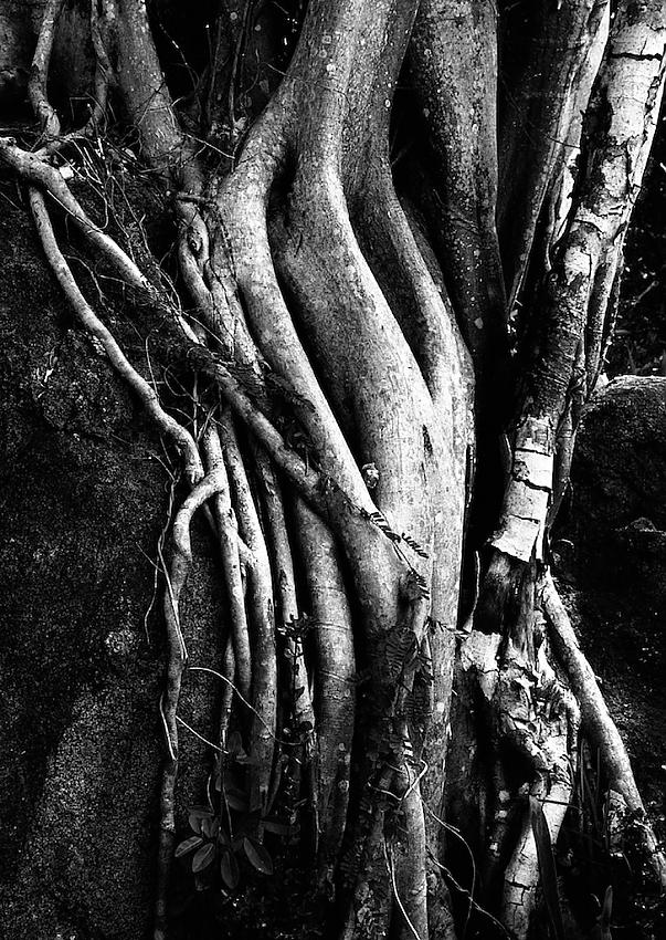 Tree Roots Covering a Boulder