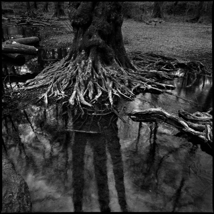 Tree roots in marsh2