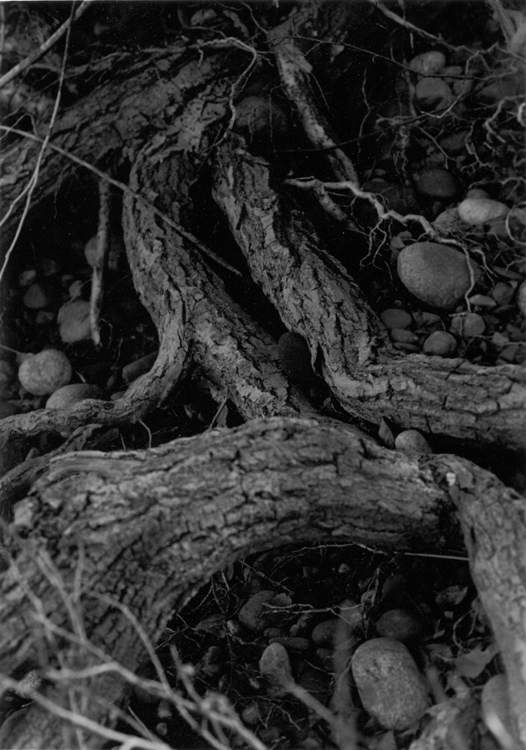 tree roots printed