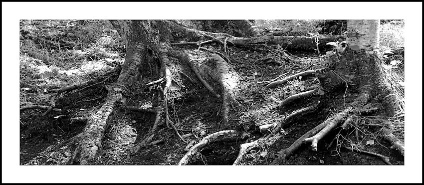 TREE ROOTS