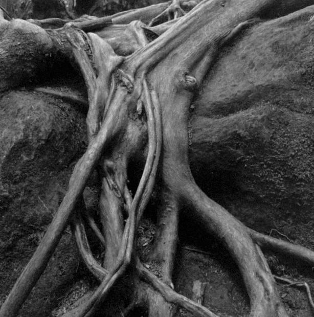 Tree Roots
