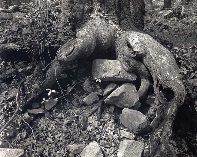 Tree Roots