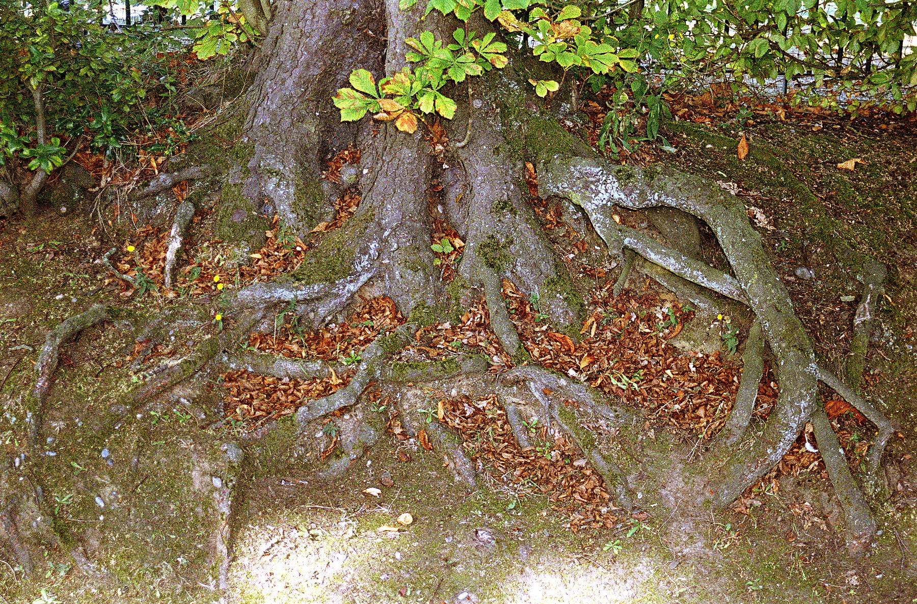 Tree Roots