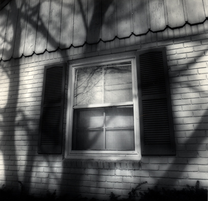 Tree Shadows