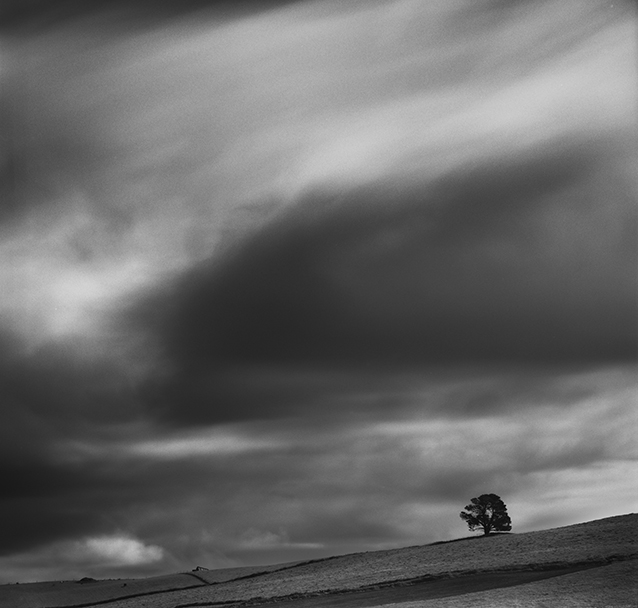 Tree, Sheffield