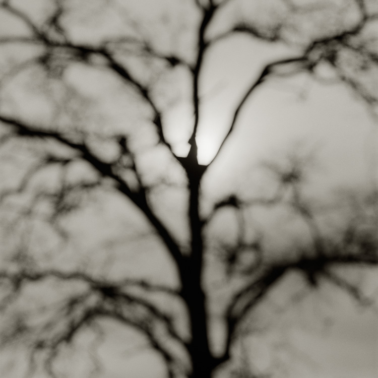 Tree Silhouette