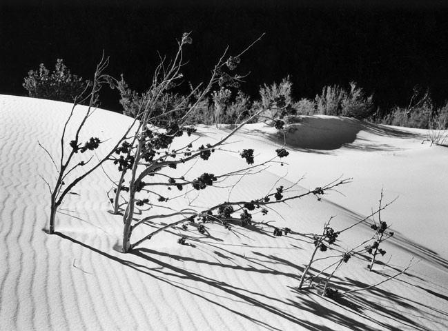 Tree skeletons in the dunes.
