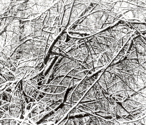 Tree Snow