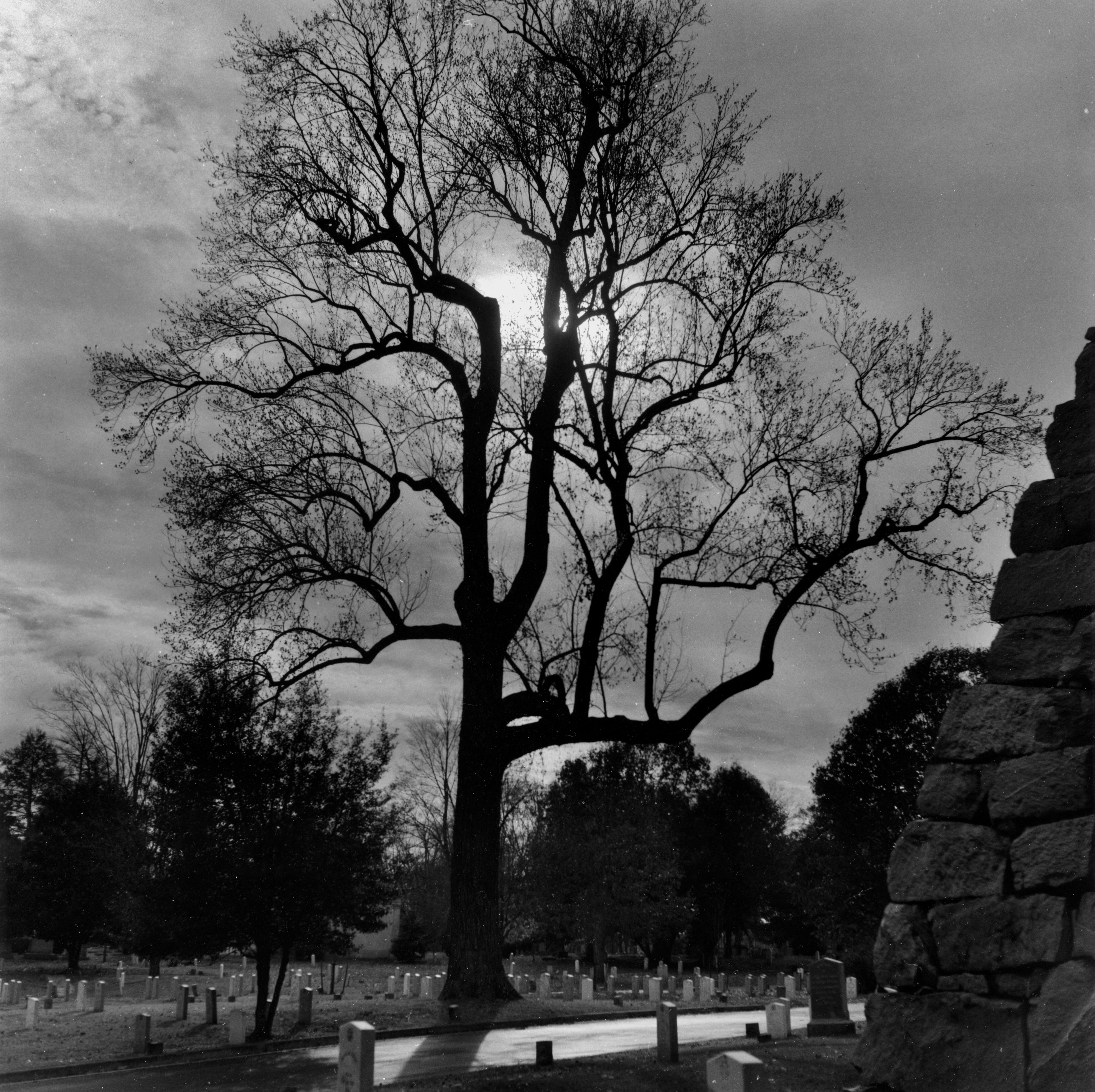 Tree Study