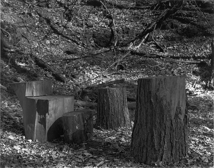 tree stumps