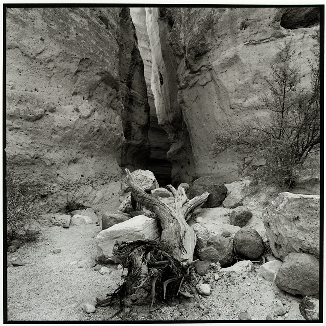 Tree, Tent Rocks New Mexico
