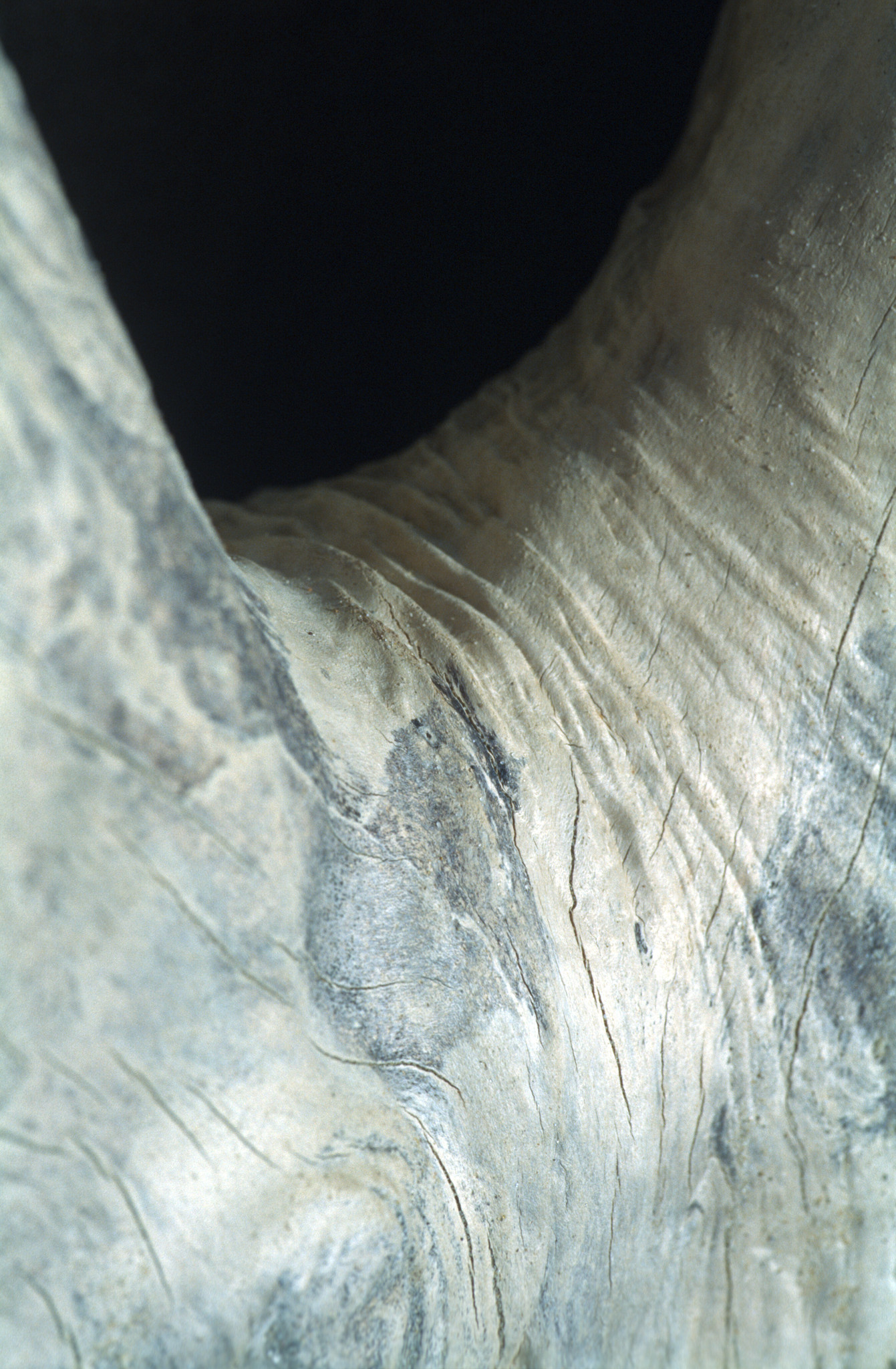 tree texture close-up