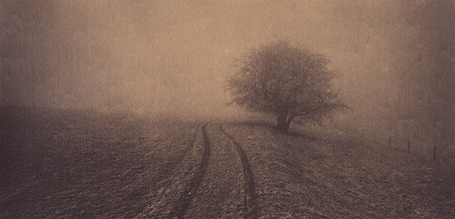Tree, track, frost and mist