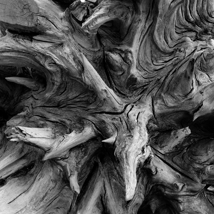 Tree Trunk Close-Up. Suffolk, England.