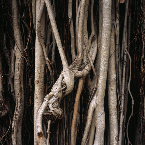 Tree trunk