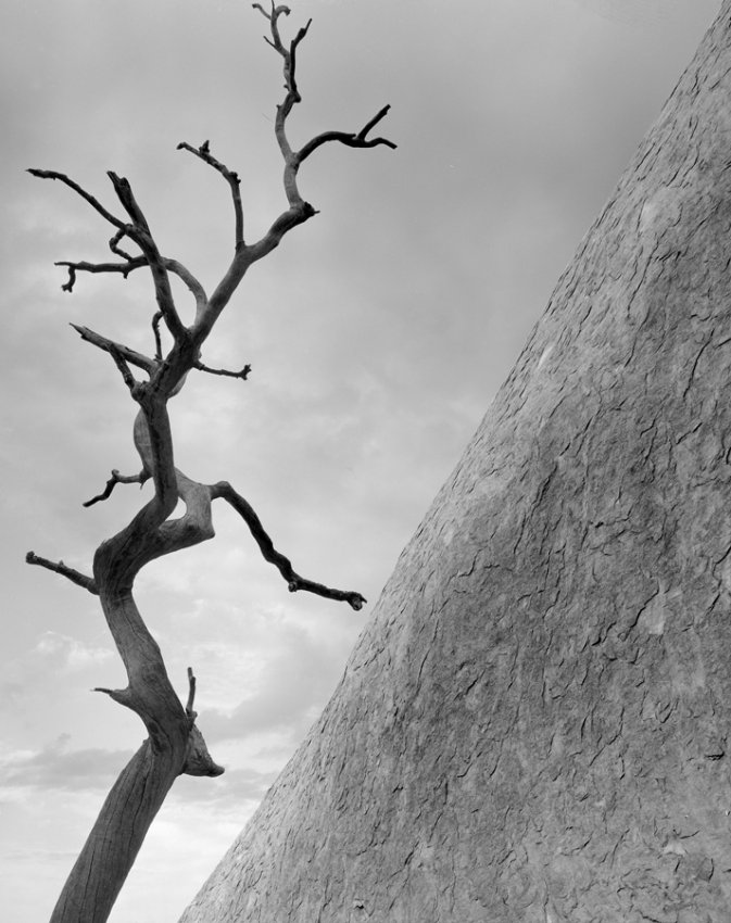 Tree, Uluru, Australia