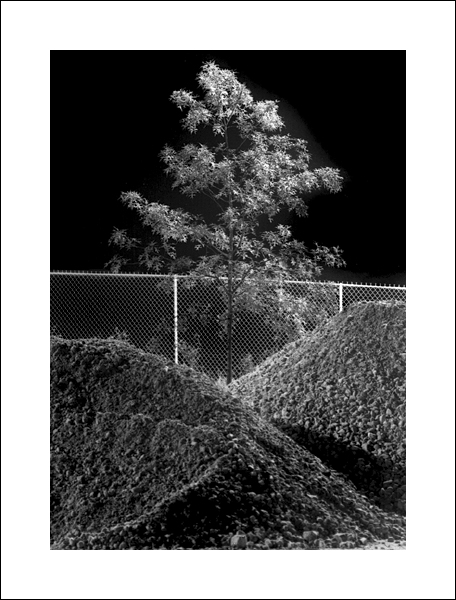 Tree, Wal-Mart