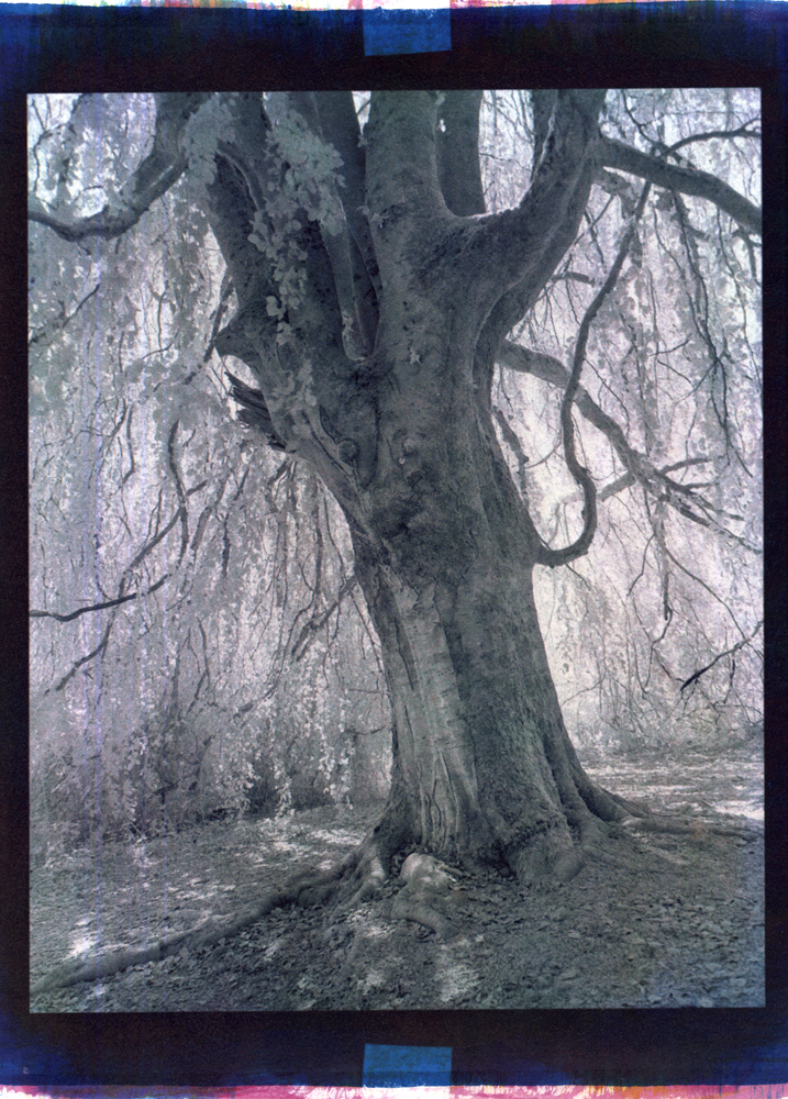 Tree; WestLawn
