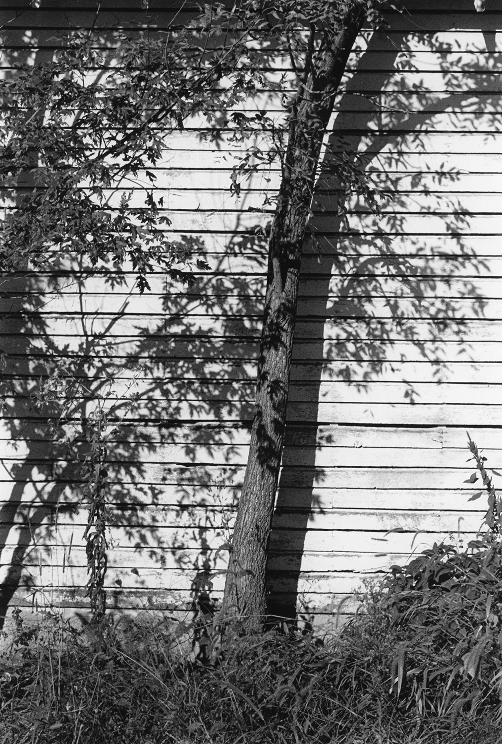 Tree, White Wall