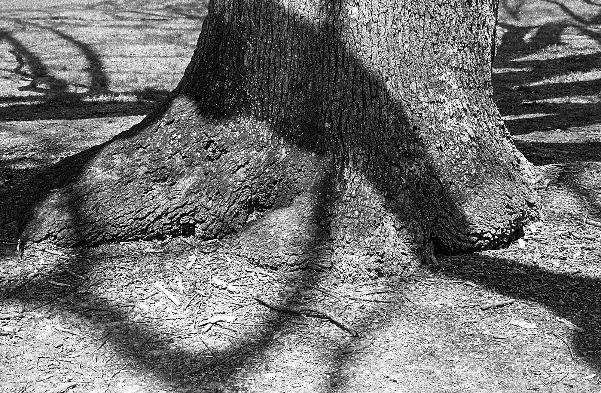 Tree with Big Shadows